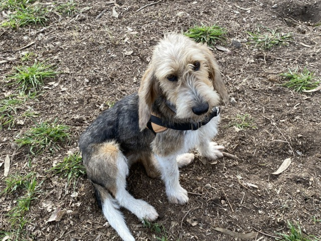 Photo #3 de Broussaille