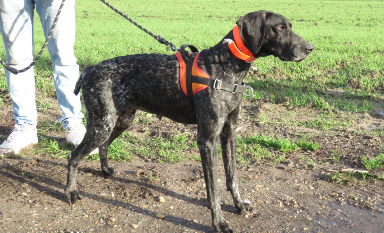 Photo #2 de Noisette