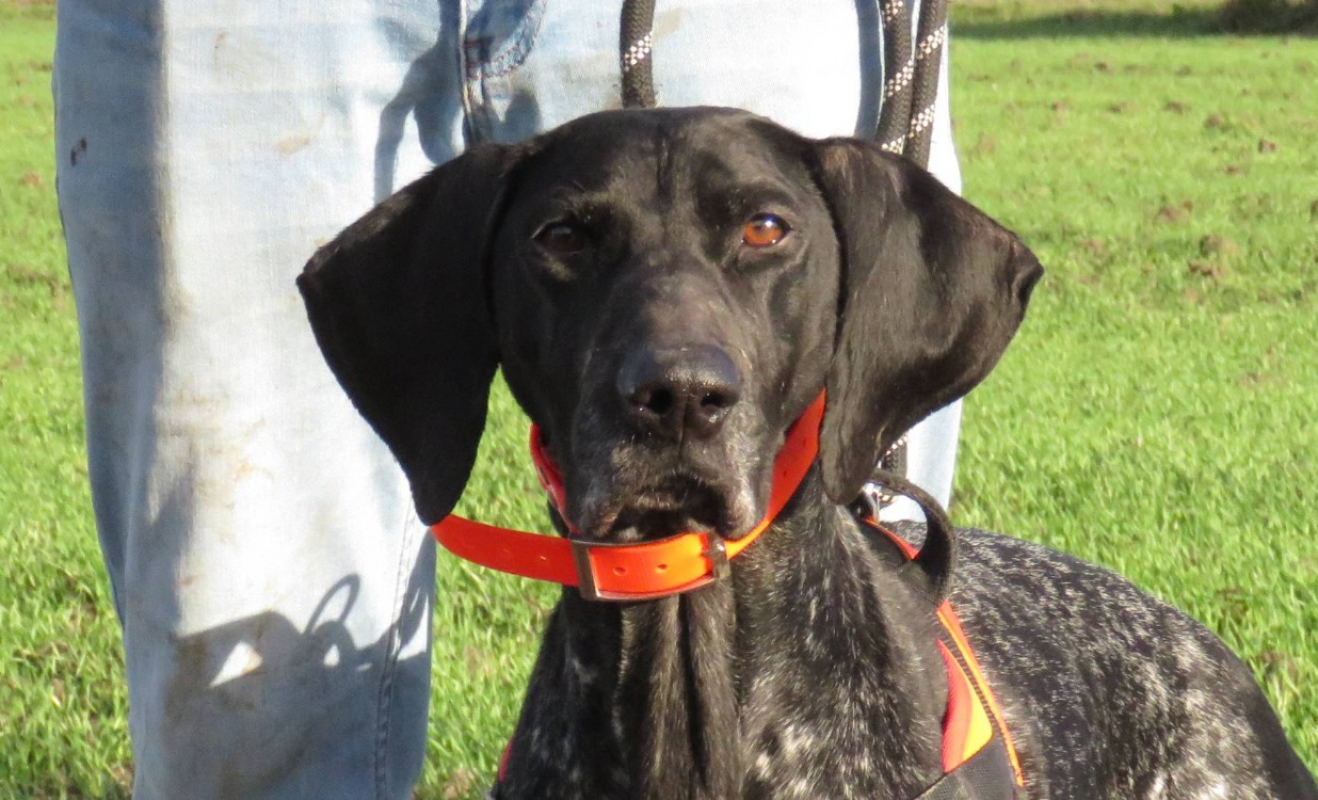 Photo #1 de Noisette