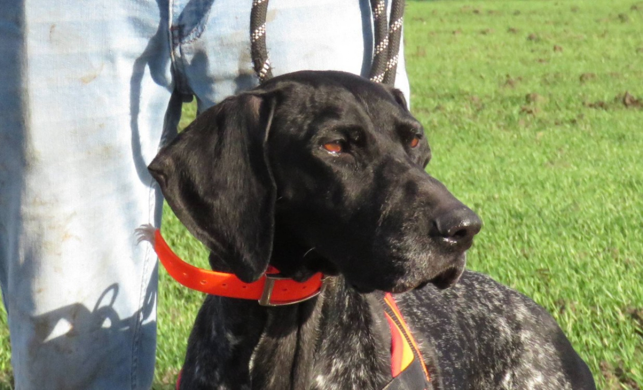 Photo #3 de Noisette