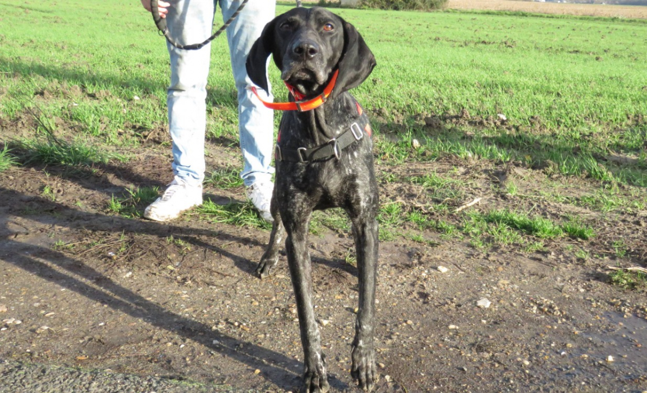 Photo #4 de Noisette