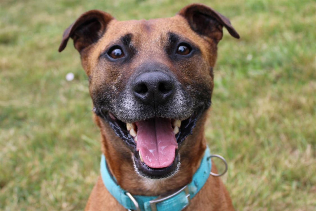 Wrap - Chien à adopter