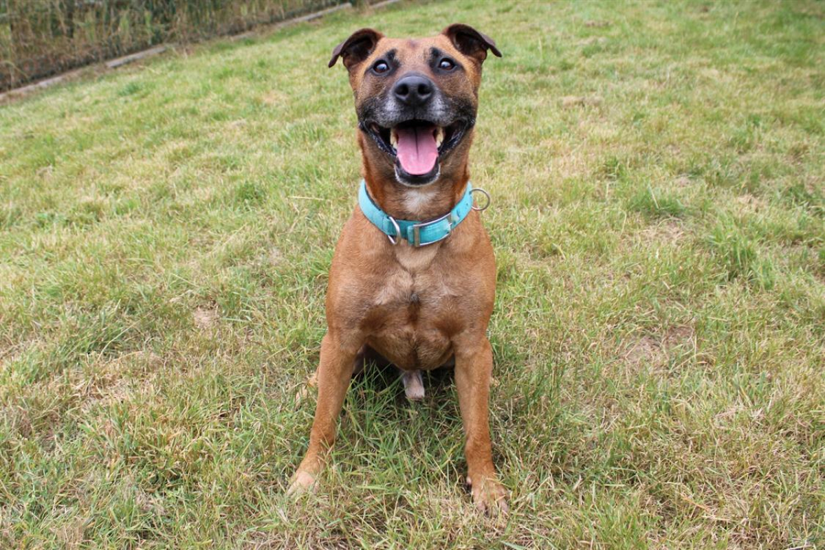 Wrap - Chien à adopter - photo 2