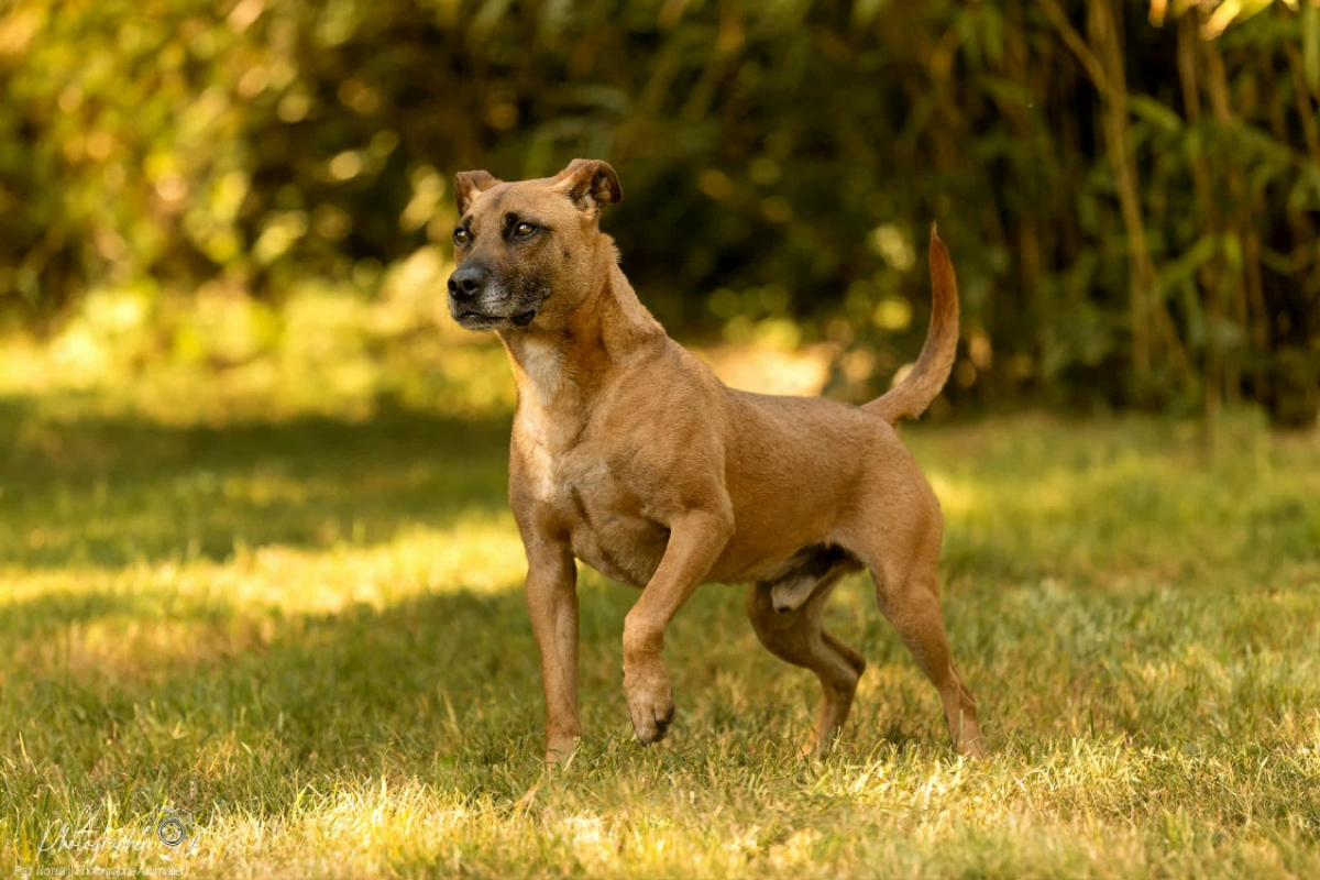 Wrap - Chien à adopter - photo 3
