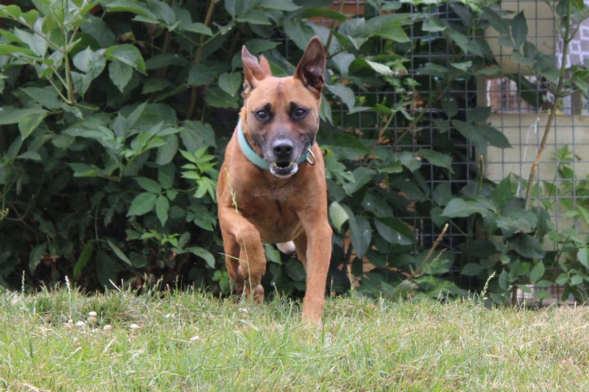 Wrap - Chien à adopter - photo 5