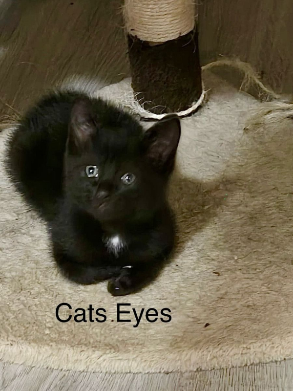 Photo #1 de CATSEYES