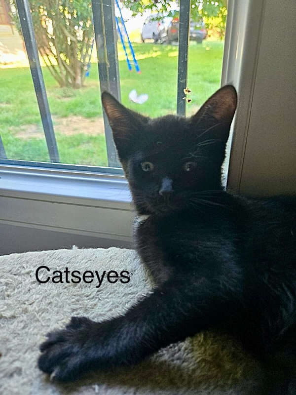 Photo #2 de CATSEYES