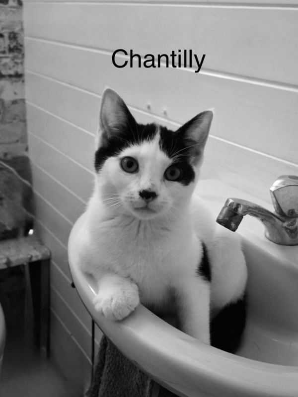 Photo #1 de CHANTILLY