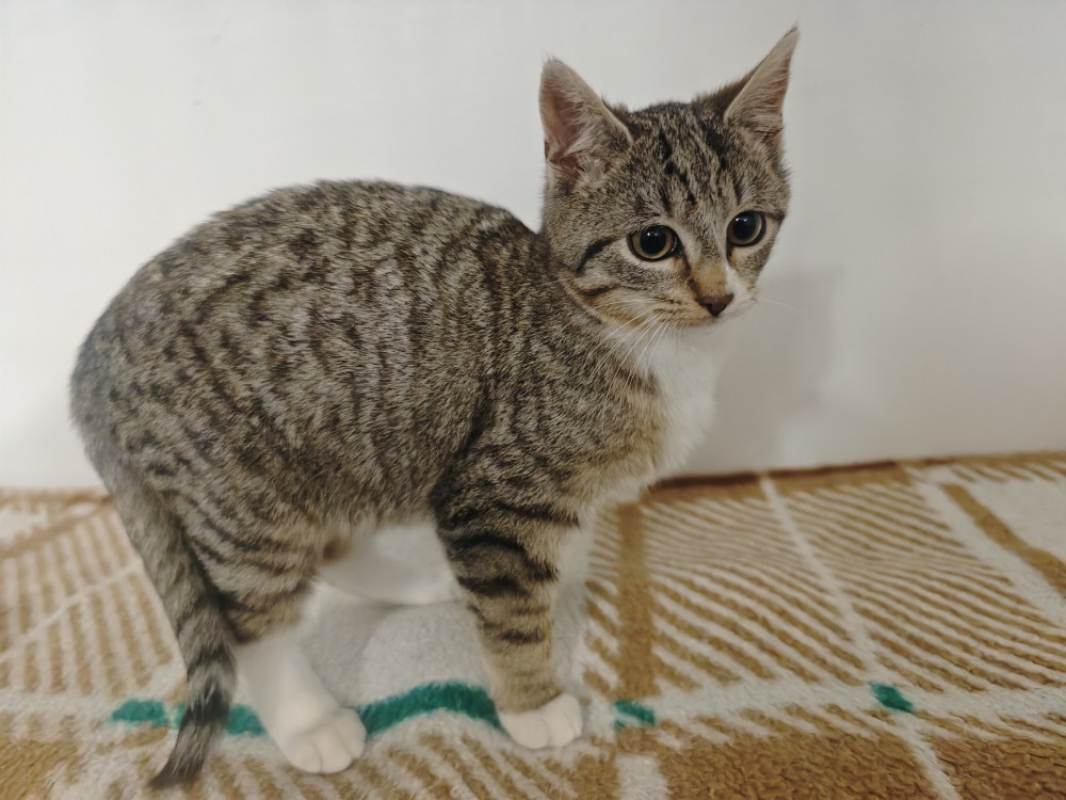 Photo #1 de Sapinoumiaou