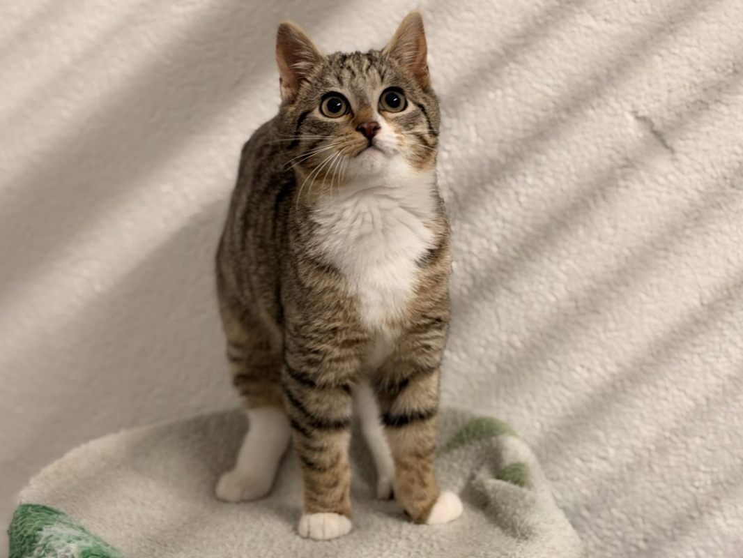 Photo #2 de Sapinoumiaou