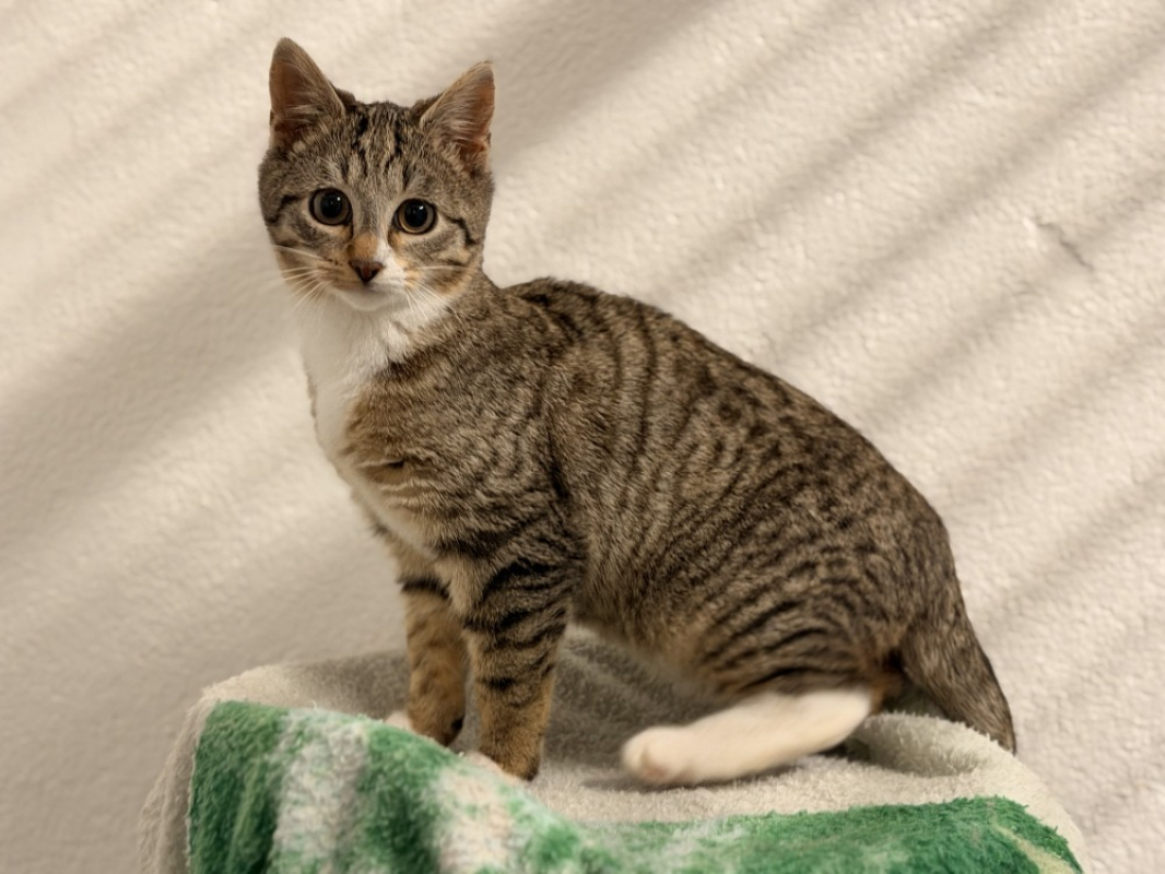 Photo #3 de Sapinoumiaou