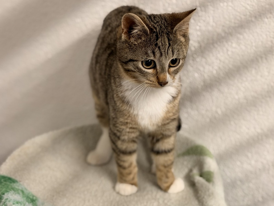 Photo #4 de Sapinoumiaou