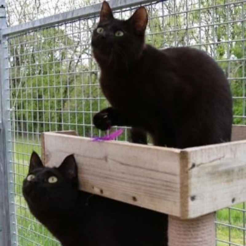 Photo de Somba et Sundew