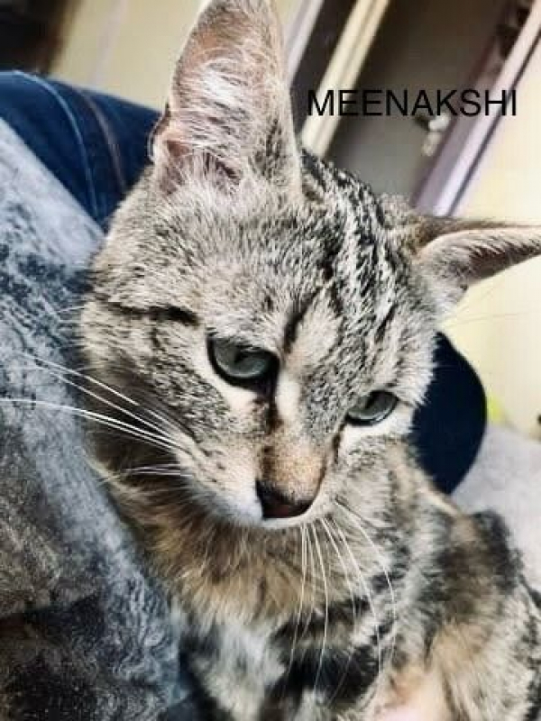 Photo #4 de MEENAKSHI