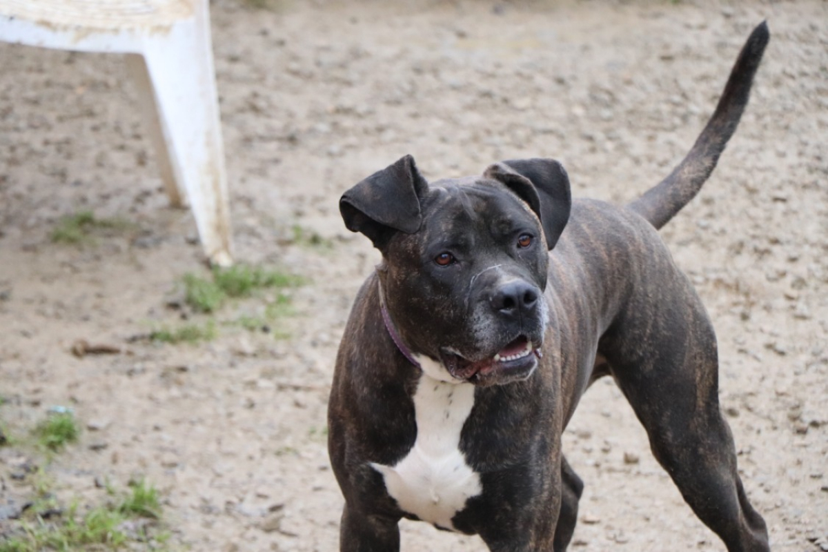 Irko - Chien à adopter - photo 4