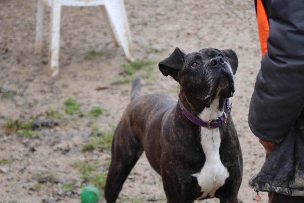 Irko - Chien à adopter - photo 8
