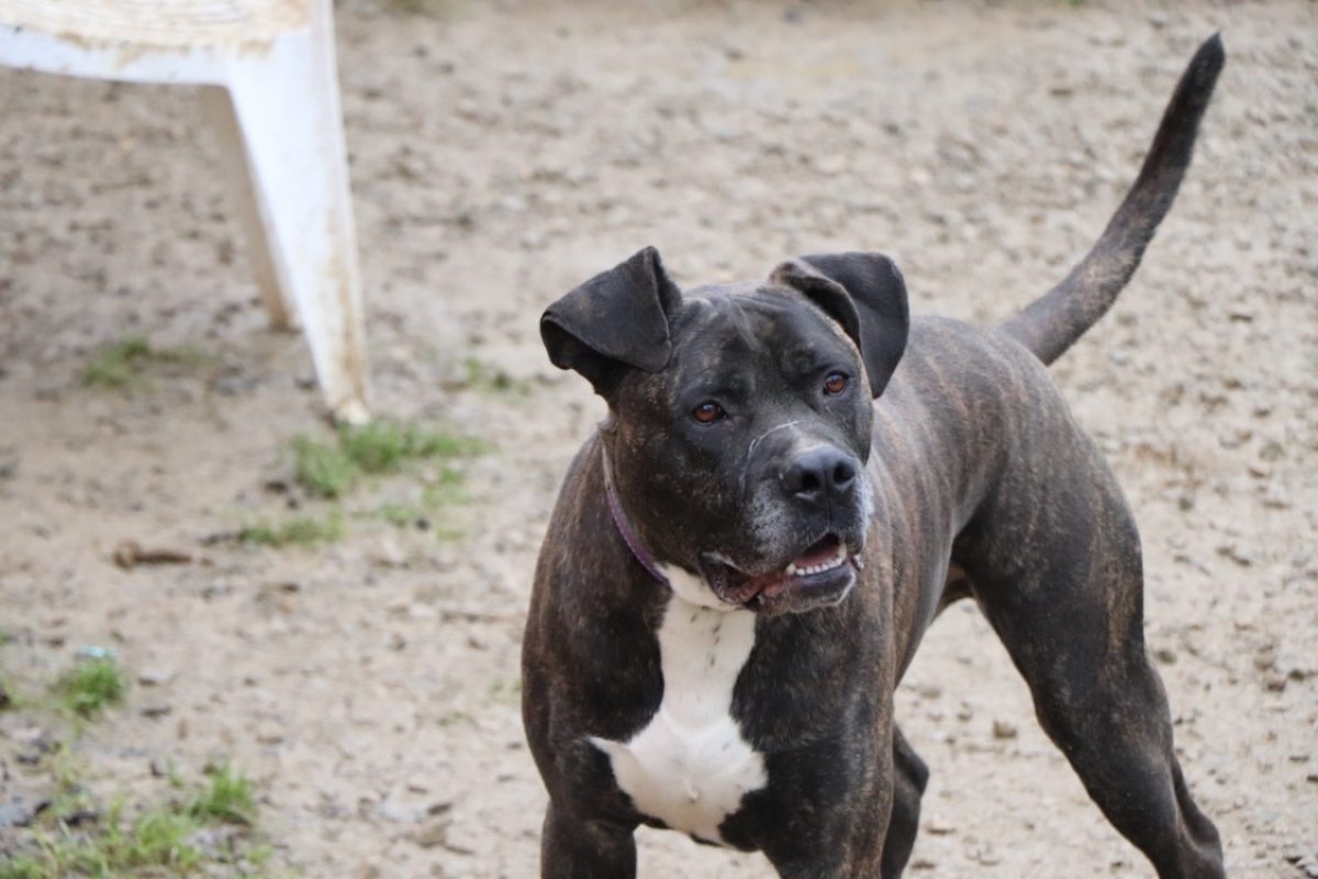 Irko - Chien à adopter - photo 4