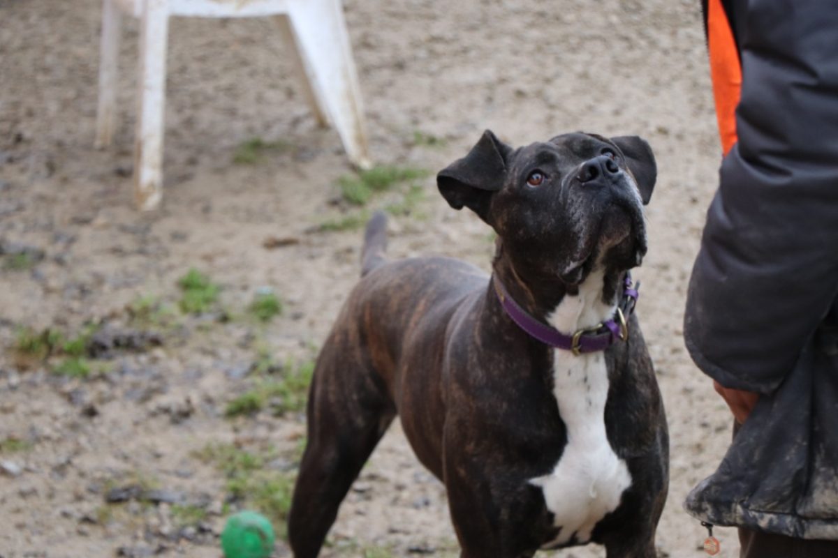 Irko - Chien à adopter - photo 8