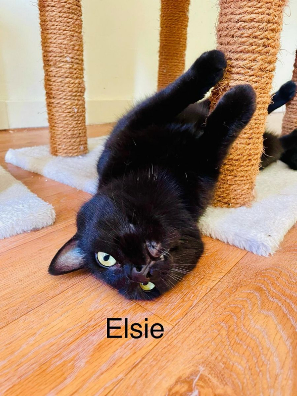 Photo #1 de ELSIE