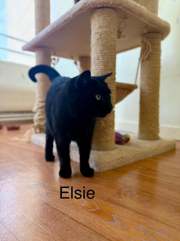 Photo #2 de ELSIE
