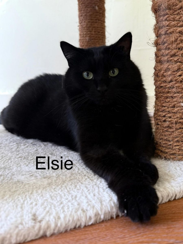 Photo #3 de ELSIE