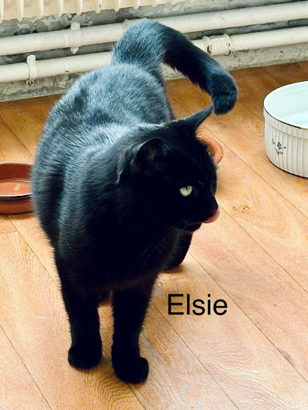 Photo #6 de ELSIE