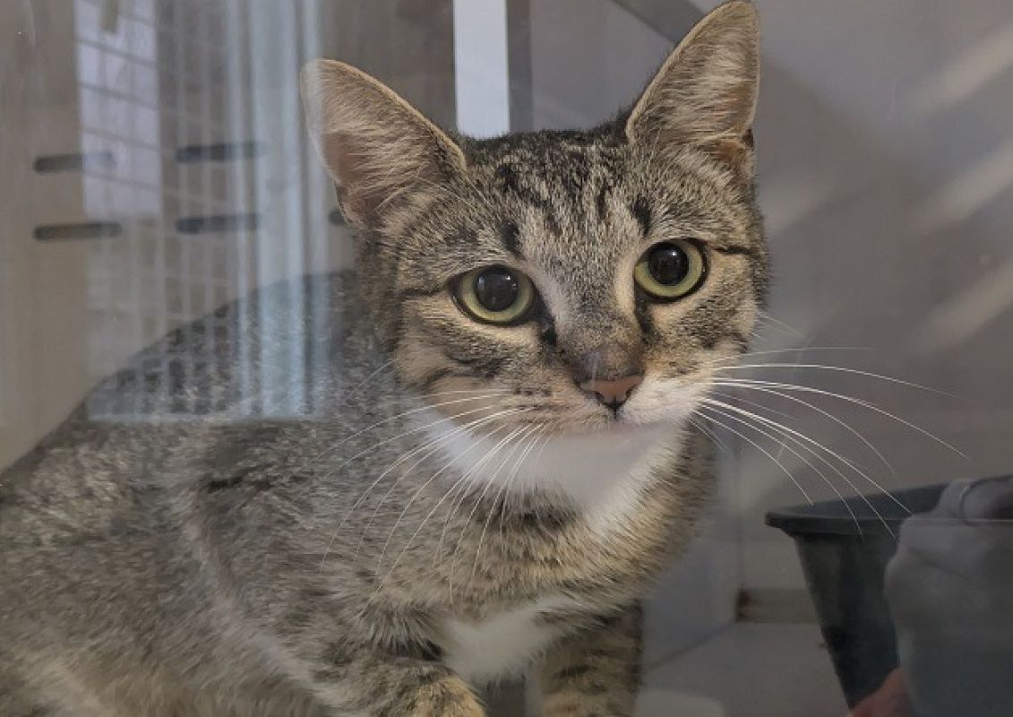 Photo #1 de Simba-isis