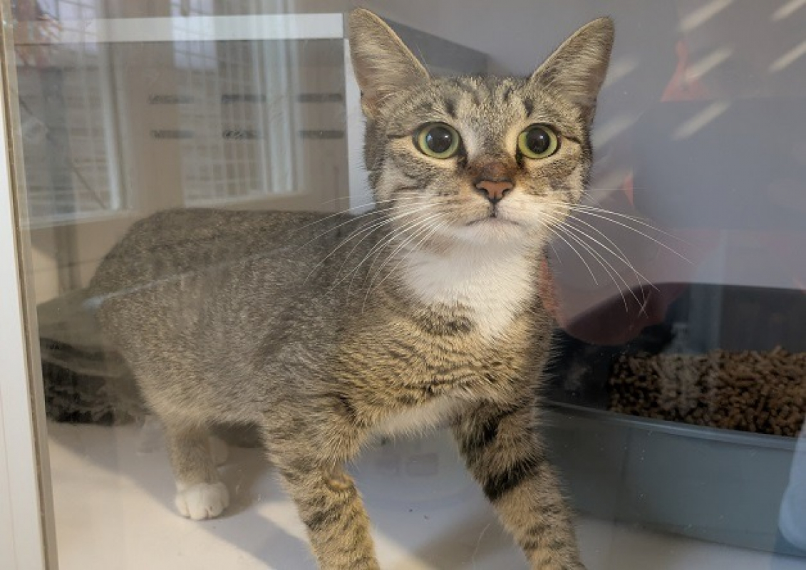 Photo #2 de Simba-isis