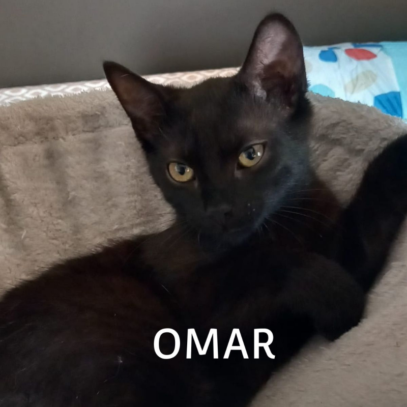 Photo #1 de OMAR