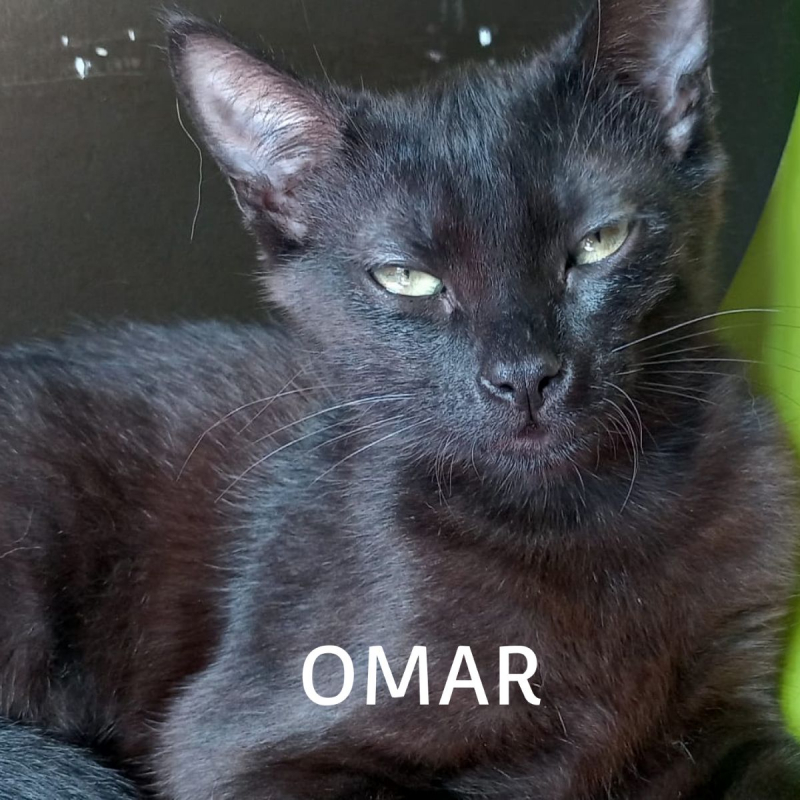 Photo #4 de OMAR