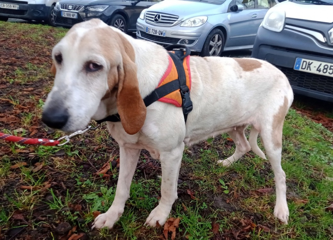 Photo #1 de Estrella