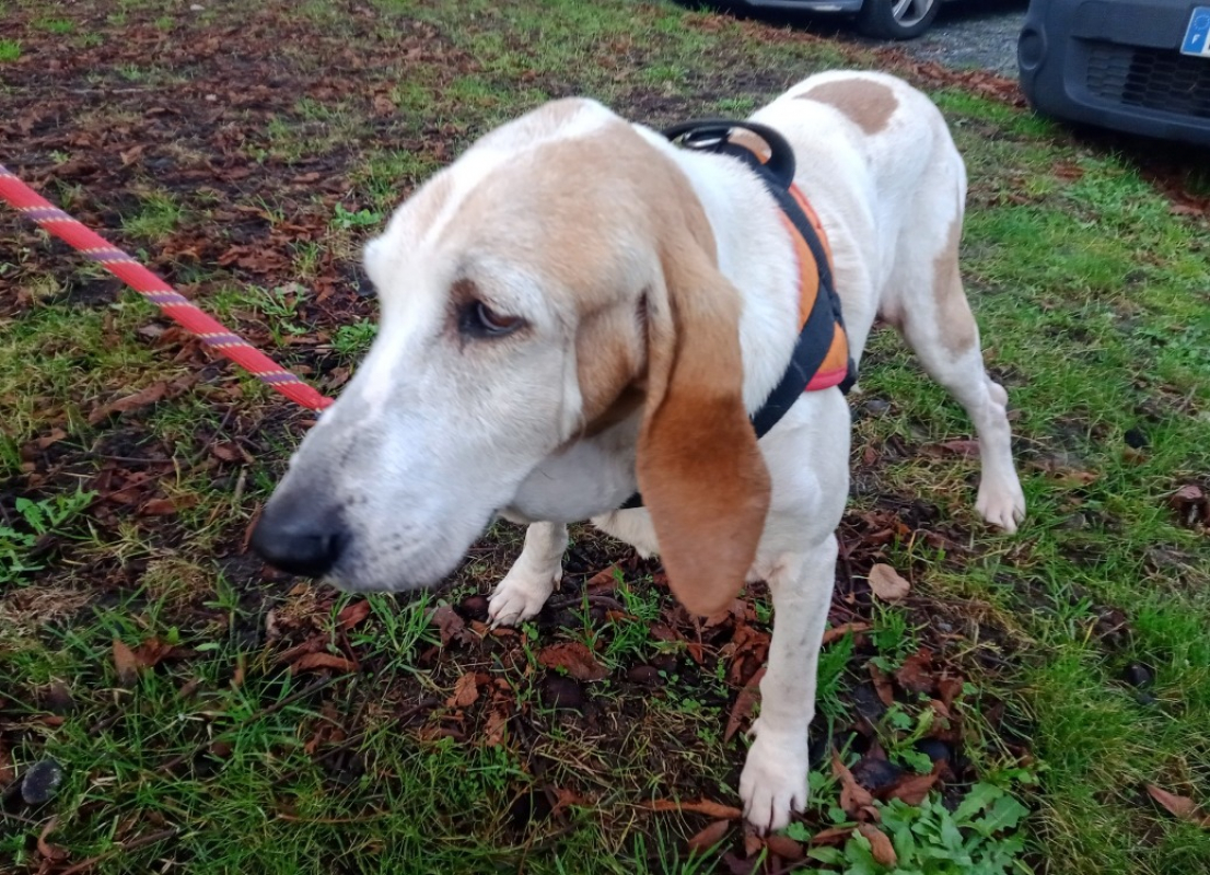 Photo #3 de Estrella