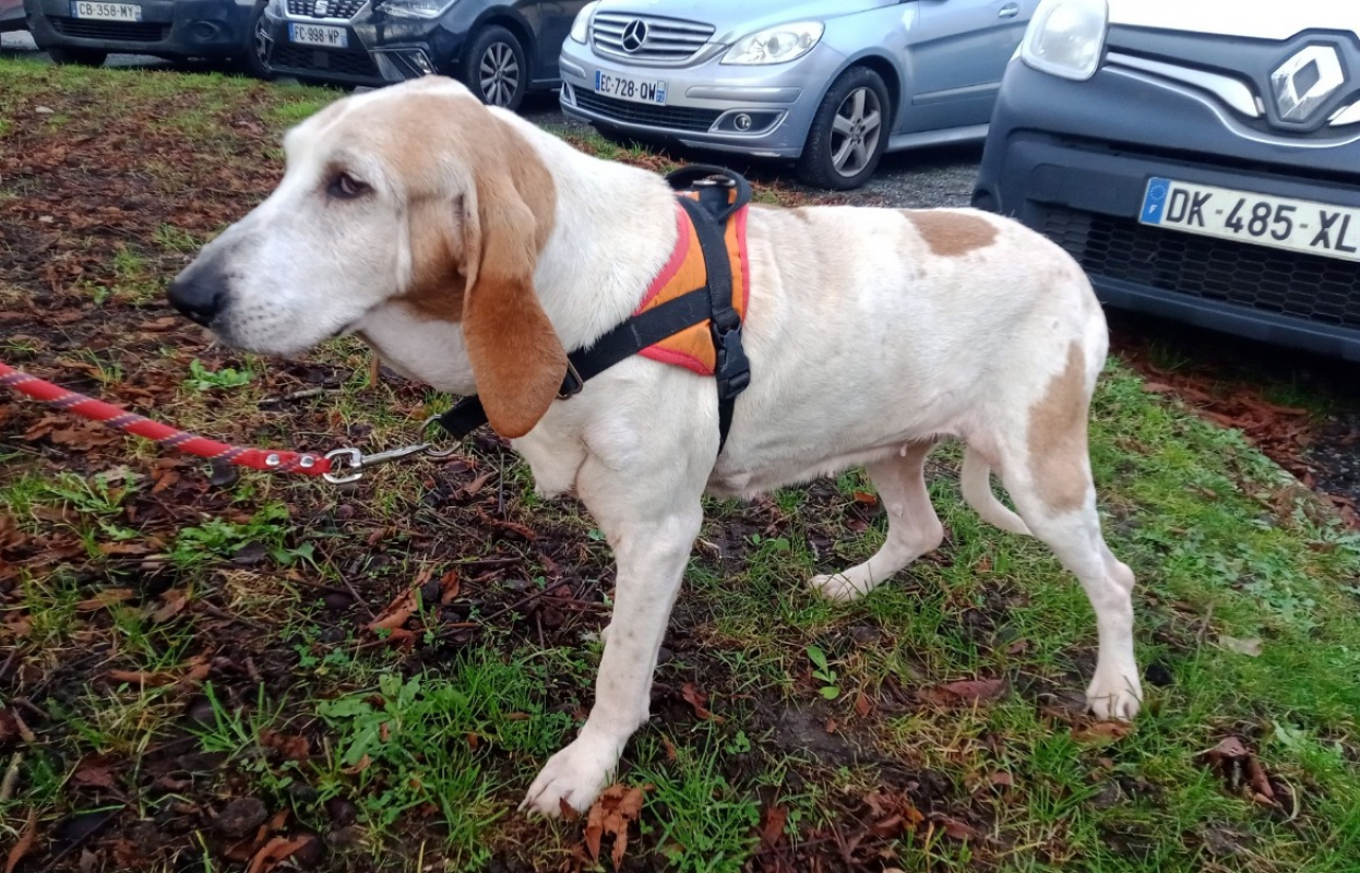 Photo #2 de Estrella