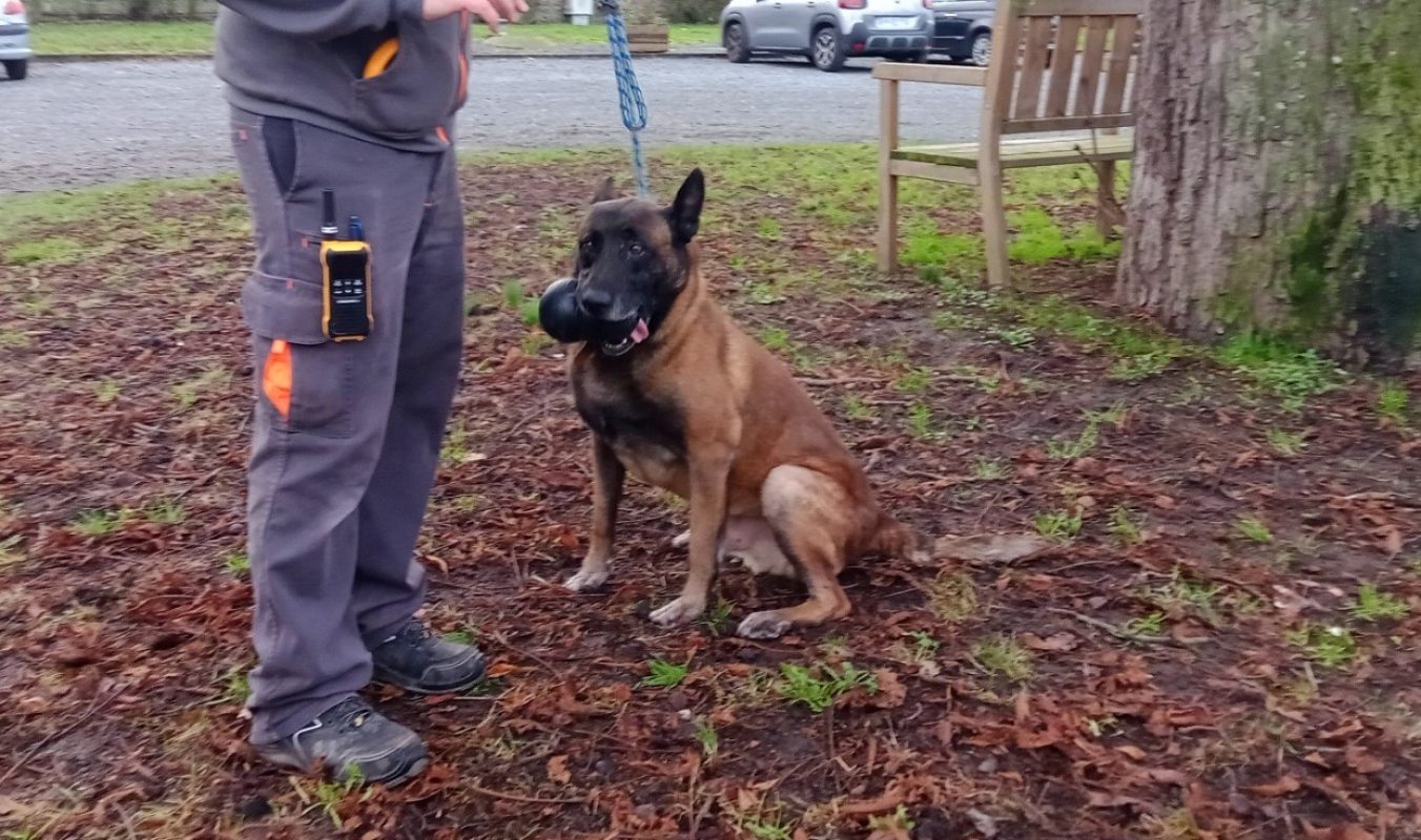 Scarf - Chien Berger Belge Malinois à adopter