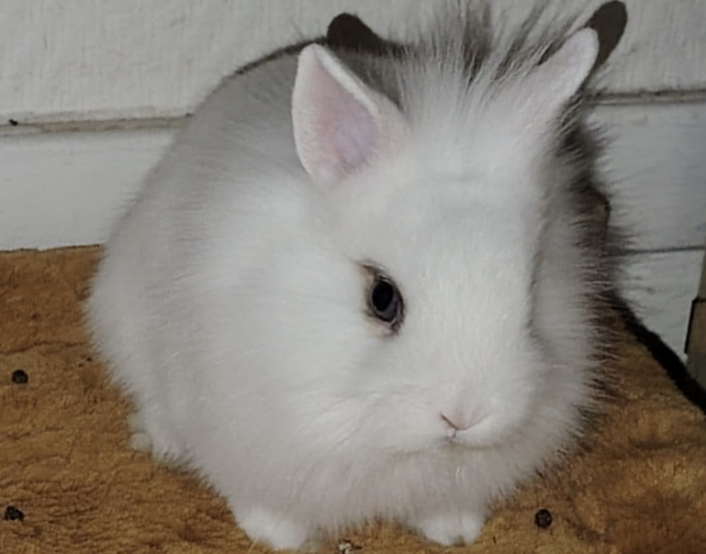 Photo #1 de Petit-lutin dit bounty