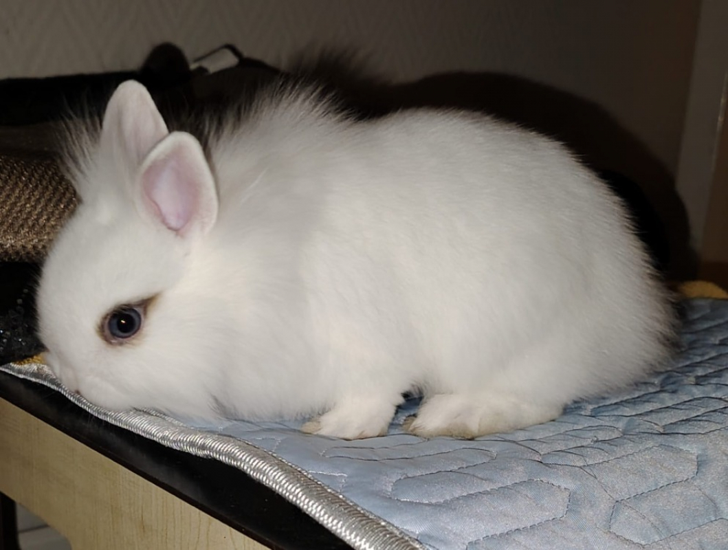 Photo #2 de Petit-lutin dit bounty