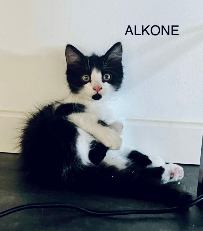 Photo #2 de ALKONE