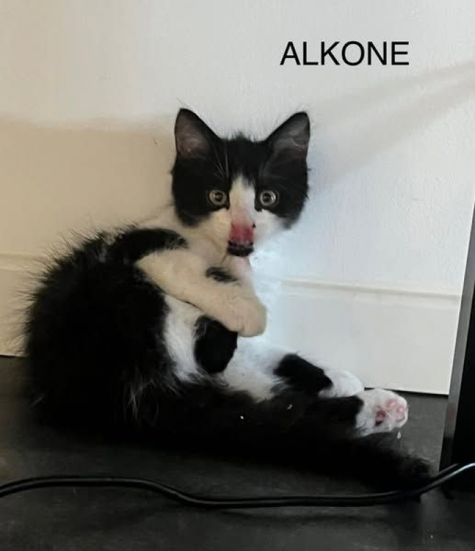 Photo #3 de ALKONE