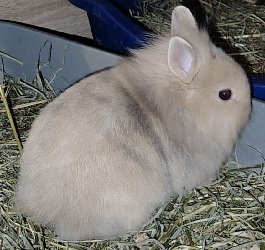 Photo #1 de Petit-sapin dit brownie