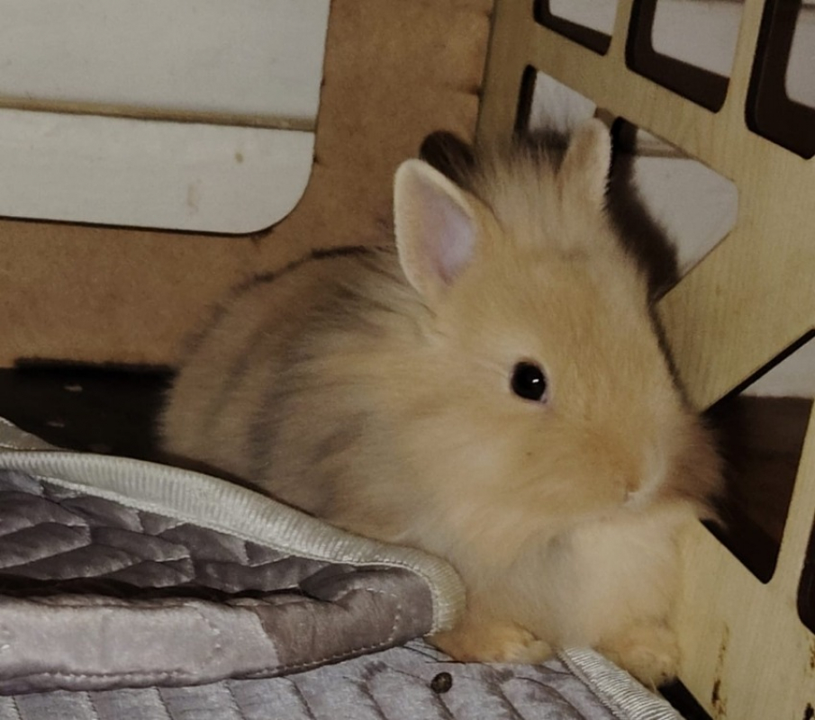 Photo #2 de Petit-sapin dit brownie