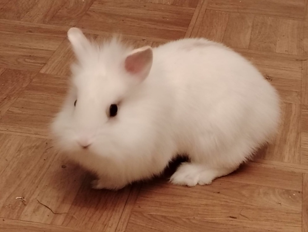 Photo #1 de Bouboule dit moka