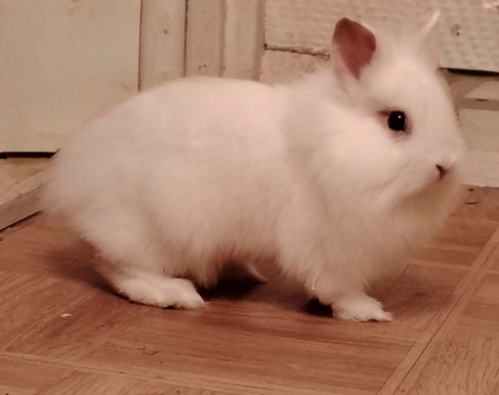 Photo #2 de Bouboule dit moka