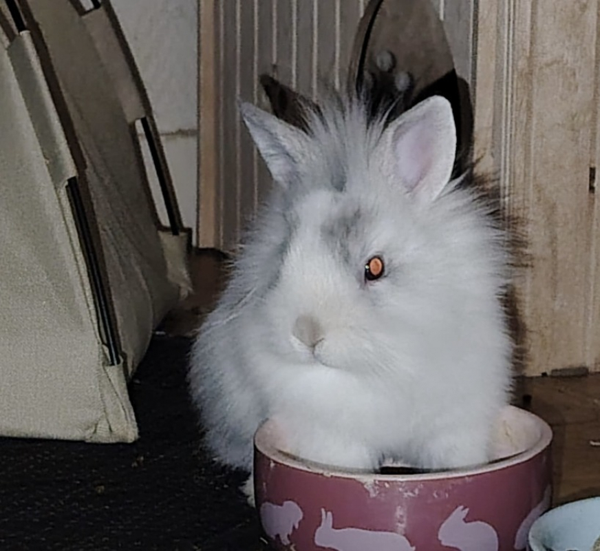 Photo #1 de Cloche-cloche dit oréo