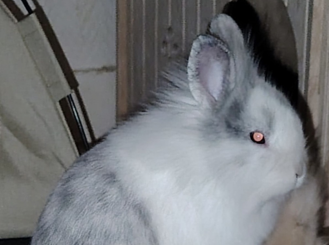 Photo #2 de Cloche-cloche dit oréo