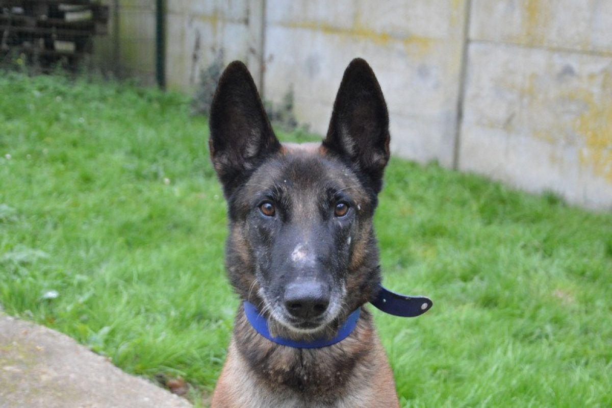 Oswald - Chien Berger Belge Malinois à adopter
