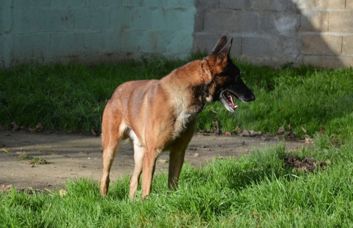 Oswald - Chien Berger Belge Malinois à adopter - photo 2