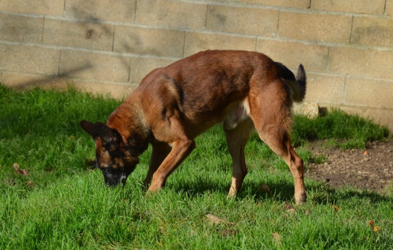 Oswald - Chien Berger Belge Malinois à adopter - photo 3