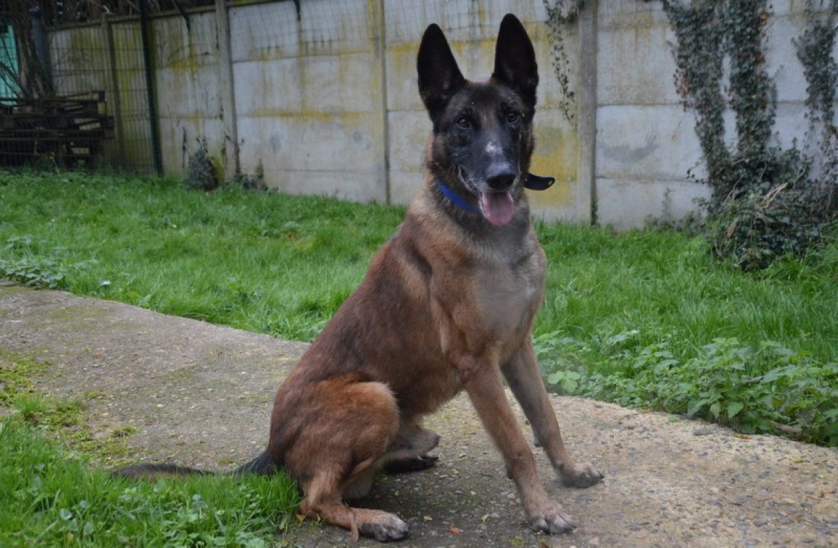 Oswald - Chien Berger Belge Malinois à adopter - photo 4