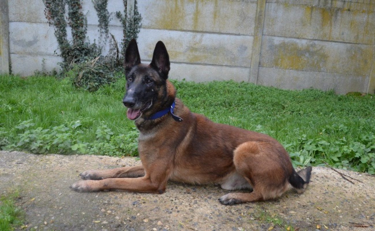 Oswald - Chien Berger Belge Malinois à adopter - photo 5