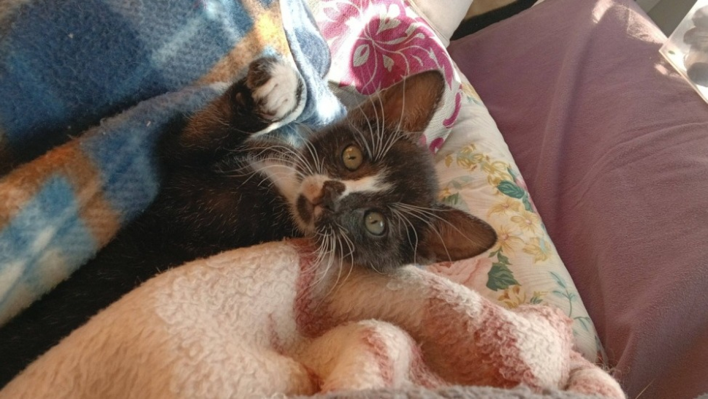 Photo #1 de P'tit loup